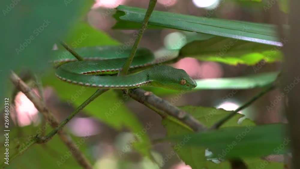 A Juvenile Pope's Pit Viper, Camouflaging Itself on a Branch at a Forest in Vietnam