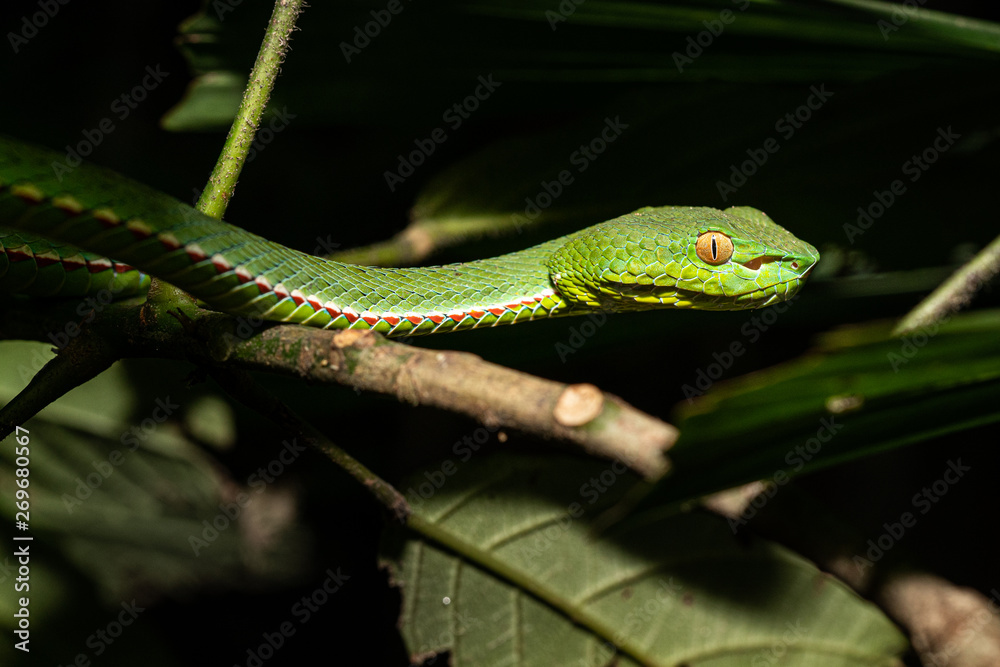 Vibrant Photo of A Dangerous Pope's Pit Viper in Vietnam Vibrant Photo of A Dangerous Pope's Pit Viper in Vietnam