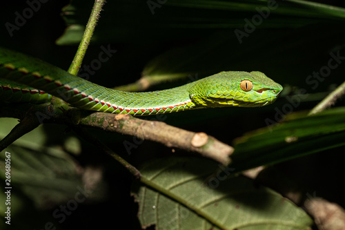 Vibrant Photo of A Dangerous Pope's Pit Viper in Vietnam