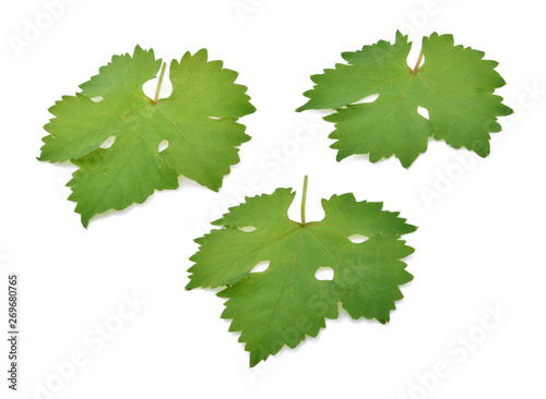 vine leaves isolated on background © SAKORN