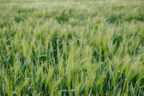 Green field of grass