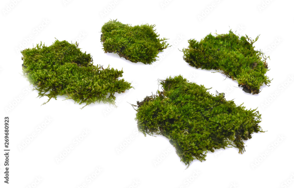 Obraz premium moss isolated on white background