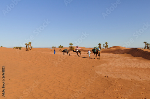 Camel caravan in the Sahara   Camel caravan with palm trees and sand dunes in the Sahara  Morocco  Africa.