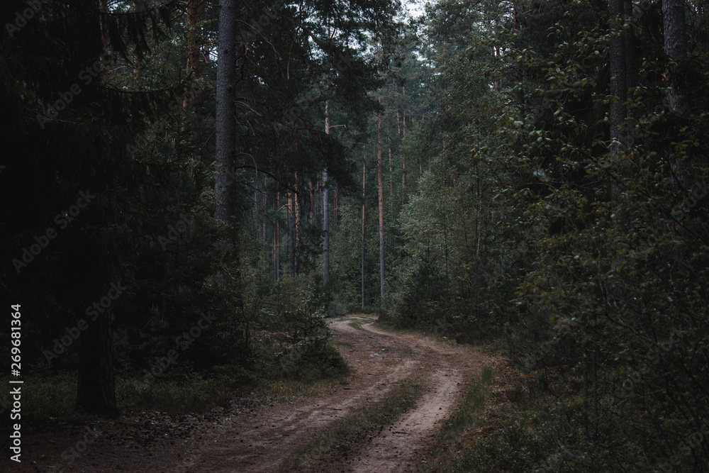 Naklejka premium Moody Forest Dirt Road Solitude