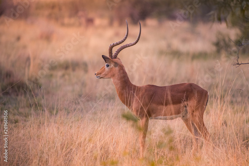 A lone male impala (aepyceros melampus) standing in a grassy clearing at sunset Dikhololo game reserve, South Africa