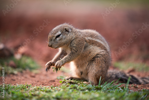 An African Ground Squirrel (Xerus Sciuridae) sitting in an upright position with paws outstretched while eating, South Africa