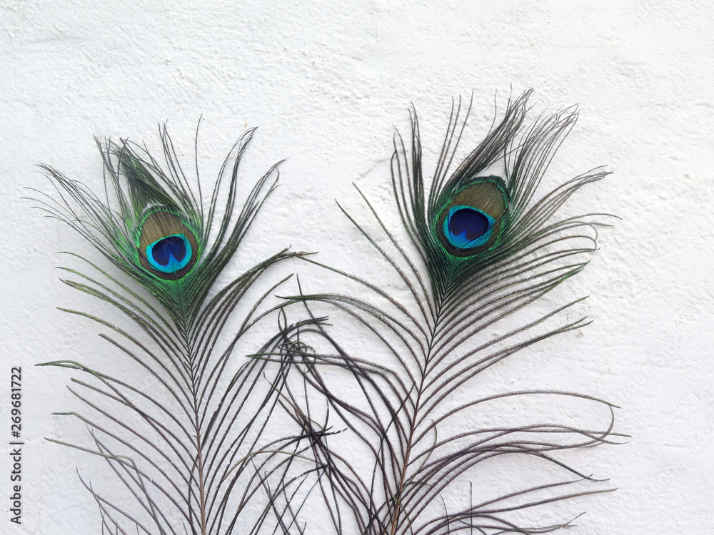 Obraz premium Two peacock feathers