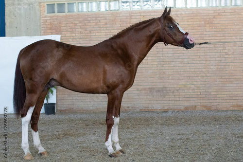Semental alazán de raza hispano arabe photo