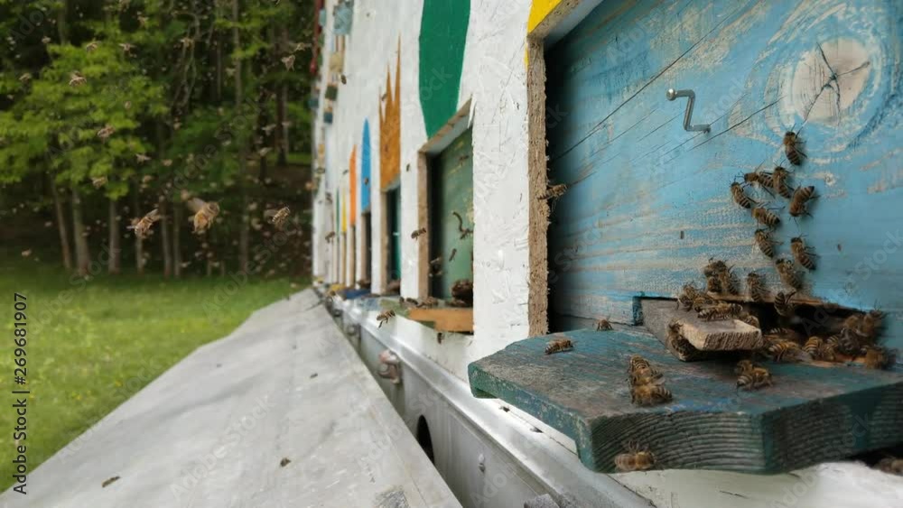 Bees carrying in food to their beehives. Bees carrying in food to their beehives.
