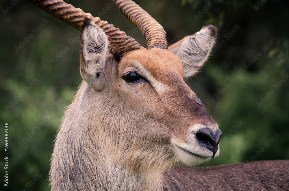 A closeup portrait of a male Waterbuck (kobeus ellipsiprymnus) in the Kruger National Park, a South African game reserve