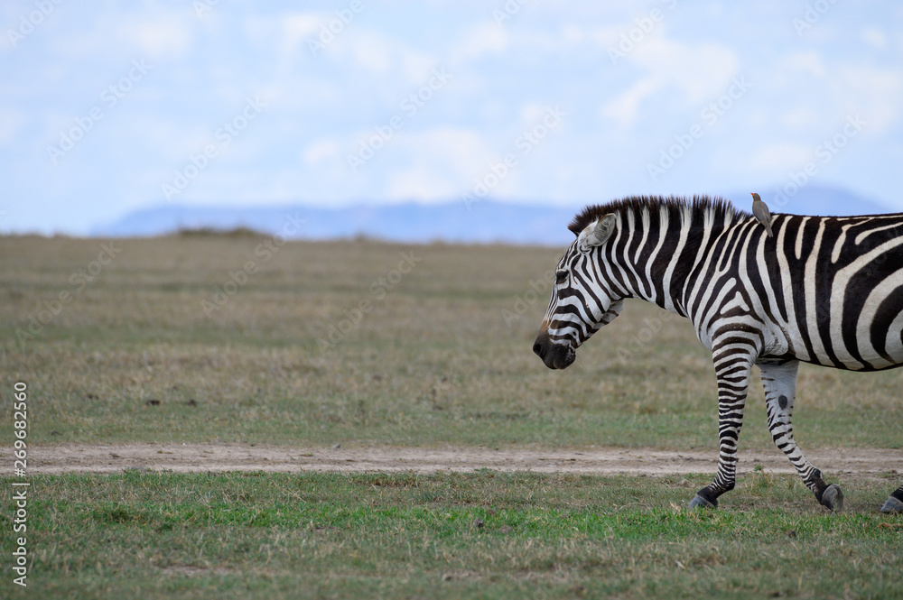 Naklejka premium zebra with oxpecker