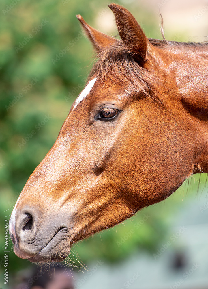 Fototapeta premium Close-up brown Head of Horse in a Park 