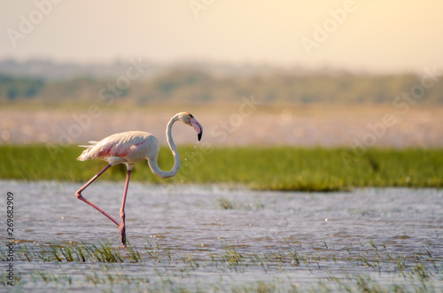 A greater flamingo (phoenicopterus roseus) perfectly posed standing upright in shallow waters in Isimangaliso Wetlands park, St. Lucia, South Africa.