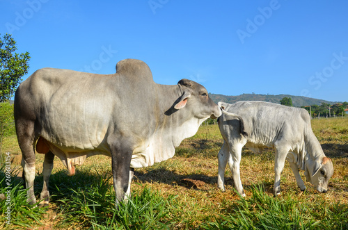 Cebu cattle