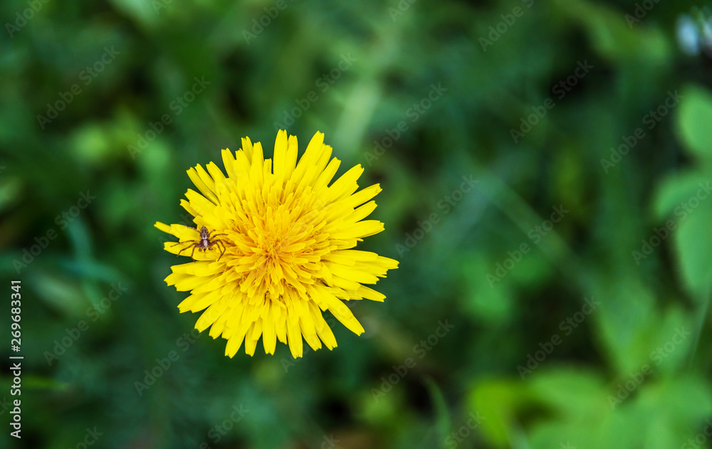 Closeup of a Bright Yellow Dandelion with a Tiny Spider Closeup of a Bright Yellow Dandelion with a Tiny Spider