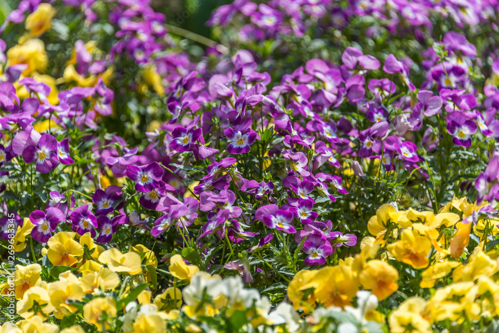Small Ground Cover Pansies in Purple, Yellow and White in Springtime Small Ground Cover Pansies in Purple, Yellow and White in Springtime