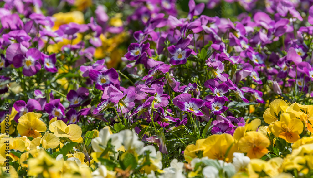 Small Ground Cover Pansies in Purple, Yellow and White in Springtime
