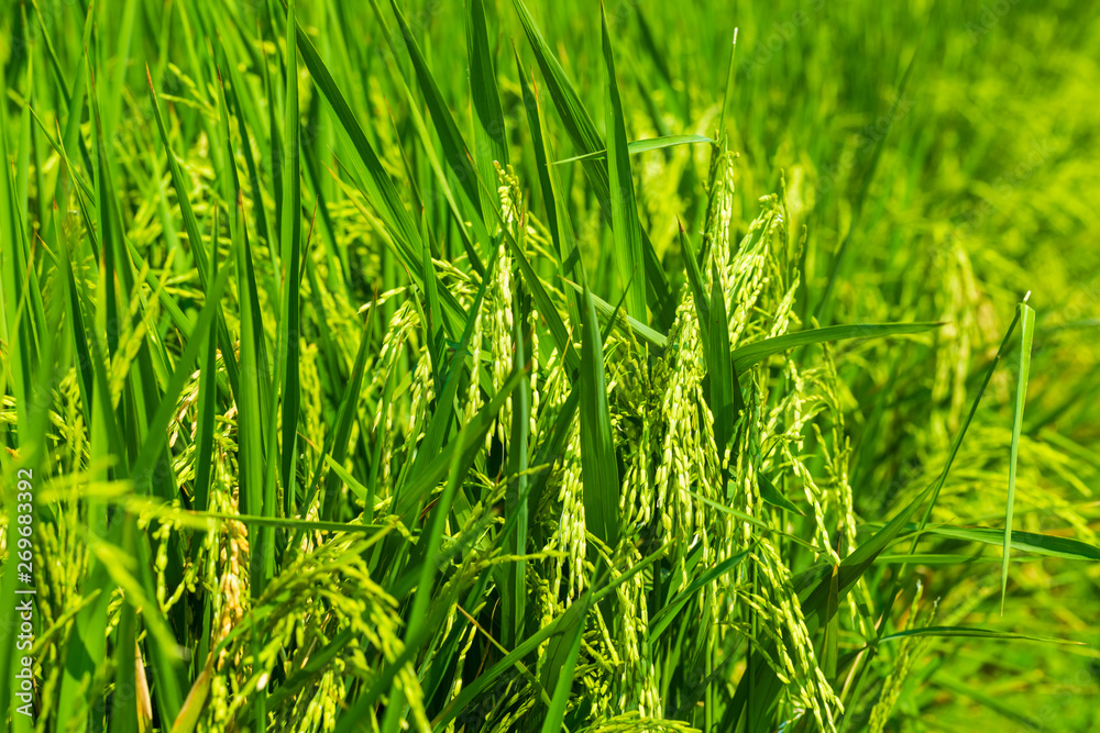 Obraz premium Yellow paddy rice on rice plantation field
