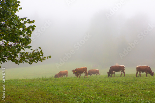 Herd of cows on the grass in the morning mist