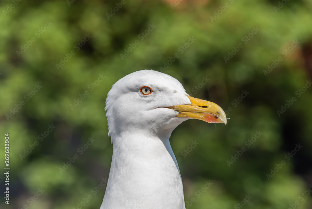 Closeup Portrait of a Seagull on a Sunny Day Closeup Portrait of a Seagull on a Sunny Day