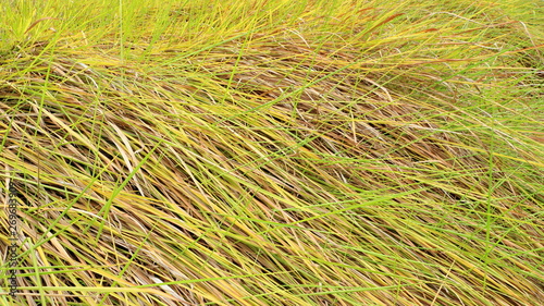 Alang-alang, Blady grass , Cogongrass, Japanese blood grass, Kunai grass, Alang, Thatch grass ,Nature as a background. 