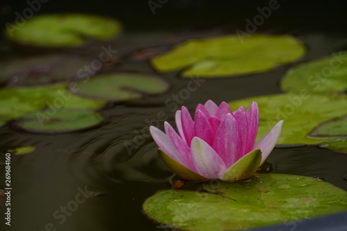 Seerose in Wasser pink wei   mit Bl  ttern