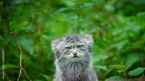 Photography A Pallas's cat (Otocolobus manul), also called manul, hides within a dense undergrowth of nettles and weeds