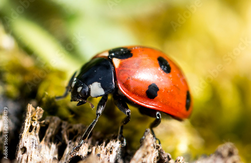 coccinelle