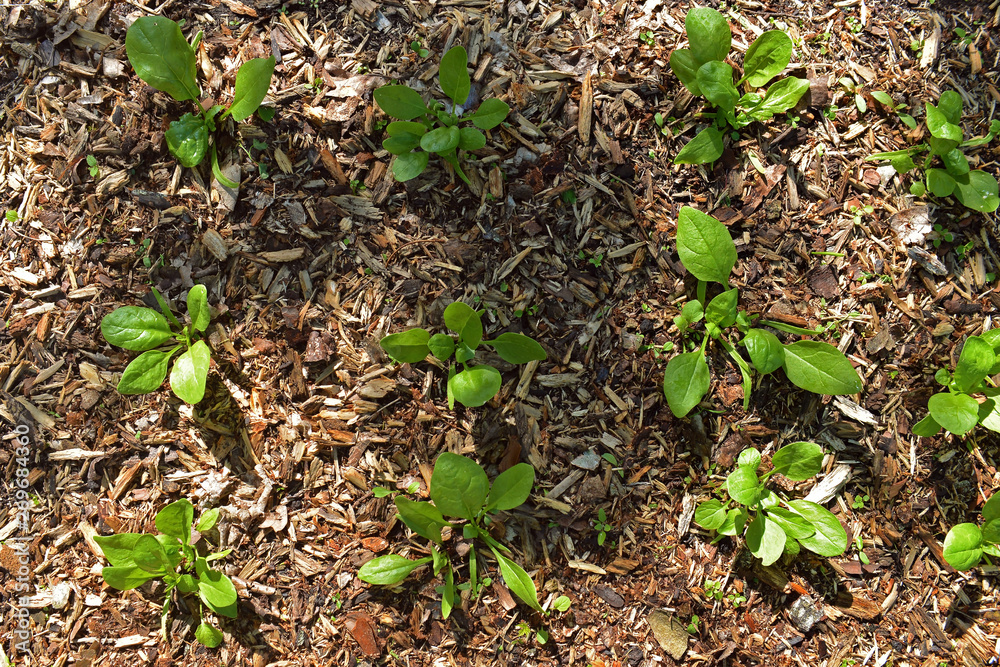 Germinating spinach sprouts Germinating spinach sprouts