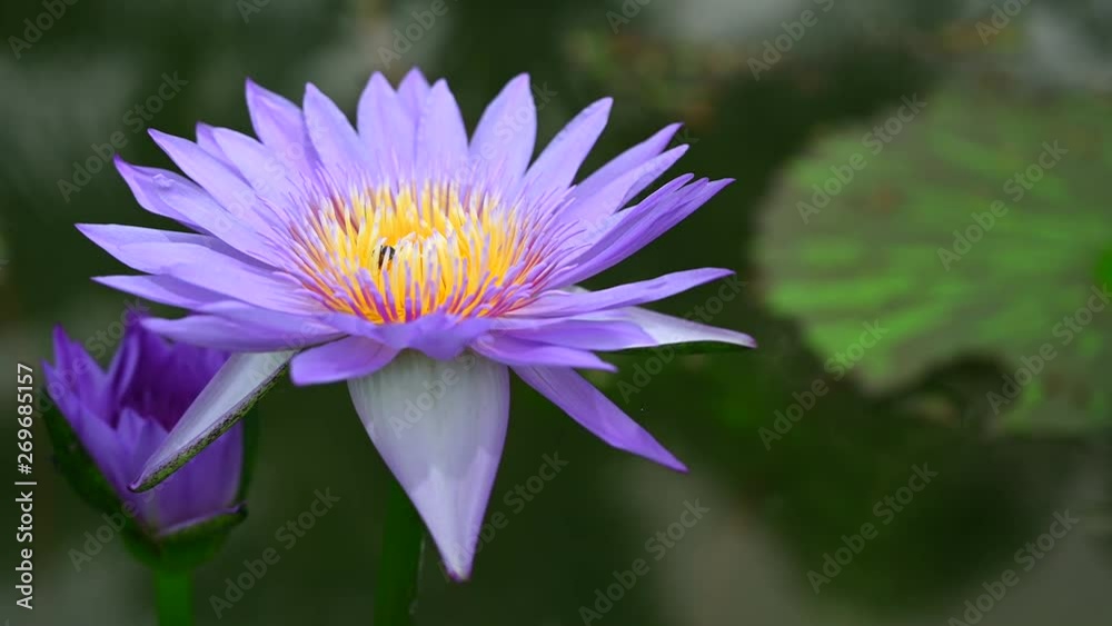 Lotus flowers, yellow stamens, purple petals in beautiful swamps,4K footage Lotus flowers, yellow stamens, purple petals in beautiful swamps,4K footage