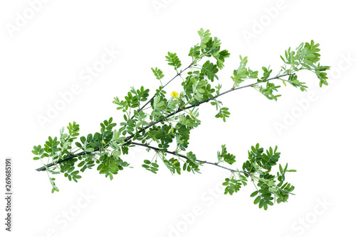 Acacia green tree branch isolated on white background.
