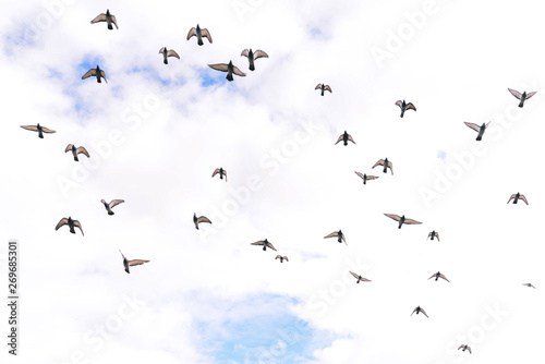 Birds in the sky. Flying flock of pigeons on the background of clouds. Many birds fly in one direction. Religious concept. Freedom in the world
