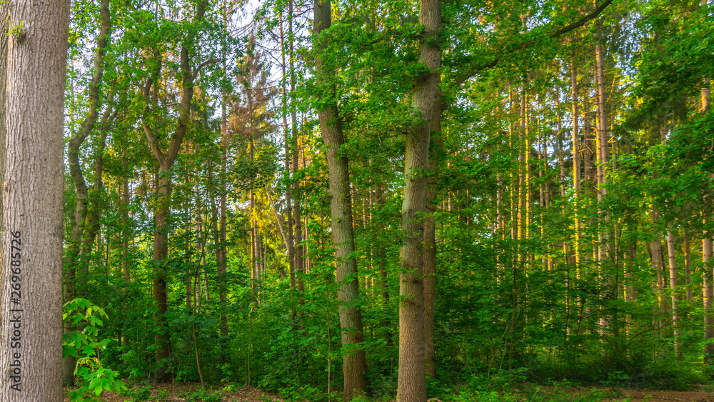 Obraz premium Forest in the morning light