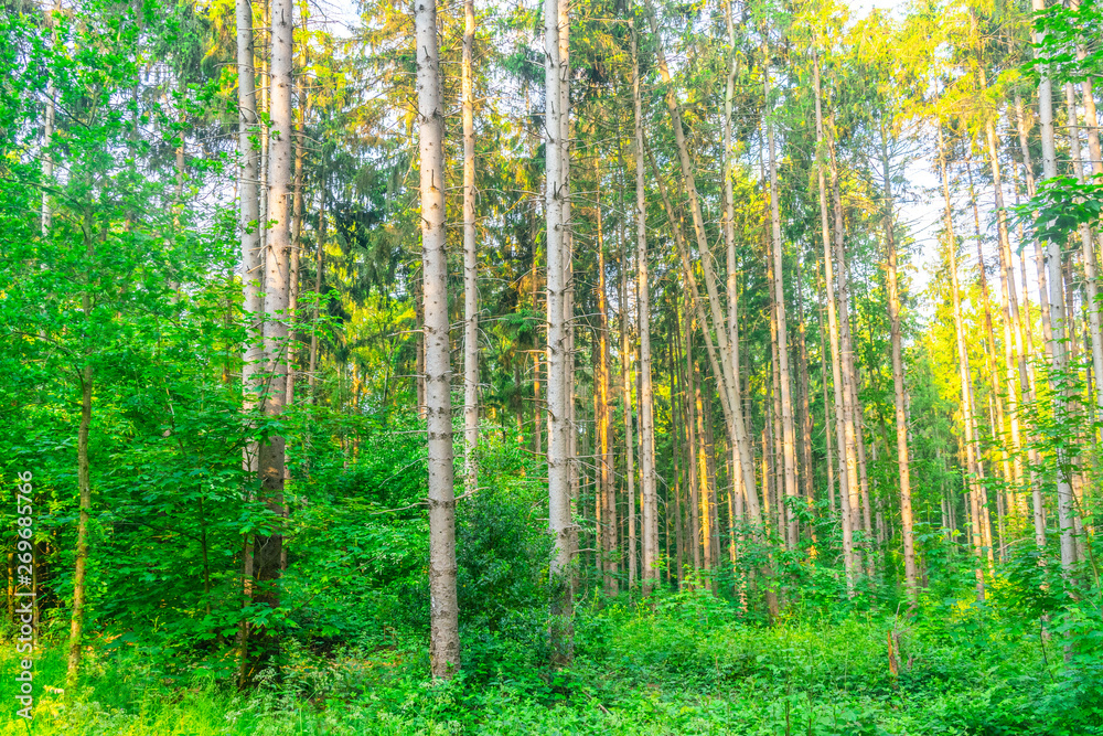 Fototapeta premium Forest in the morning light