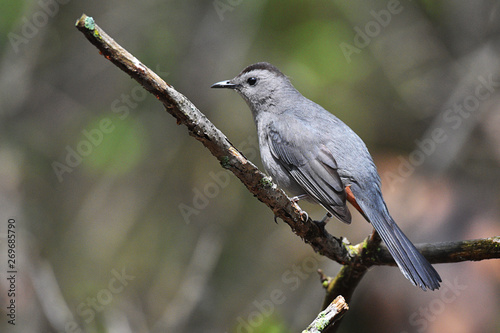 Gray Catbird resting on a branch