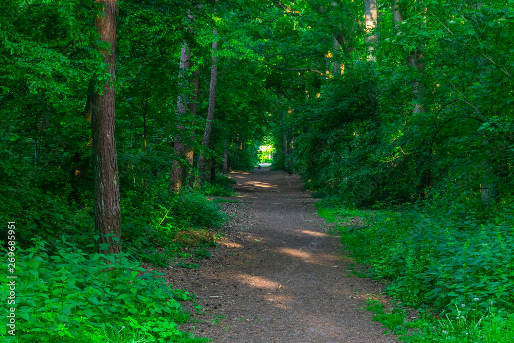 Fototapeta premium Magical forest path in sunlight