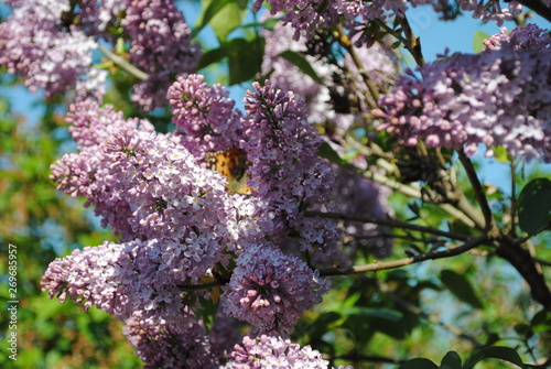 branch of lilac