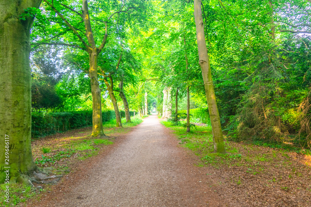 Fototapeta premium Magical forest path in sunlight