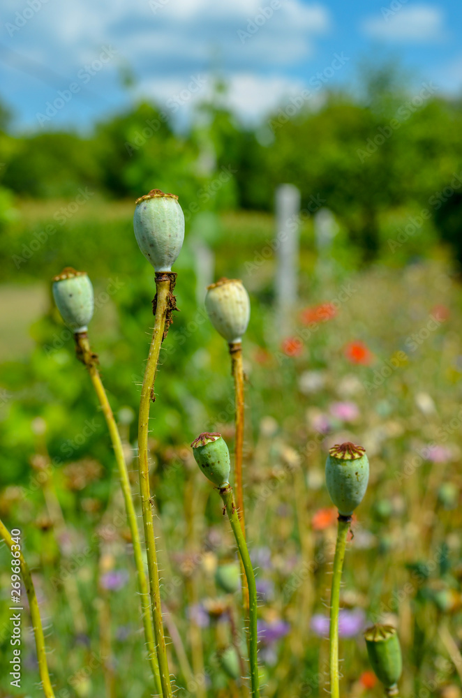 Capsules of poppy in summer field in Ukraine Capsules of poppy in summer field in Ukraine