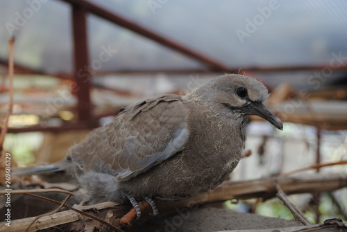 bird on the fence