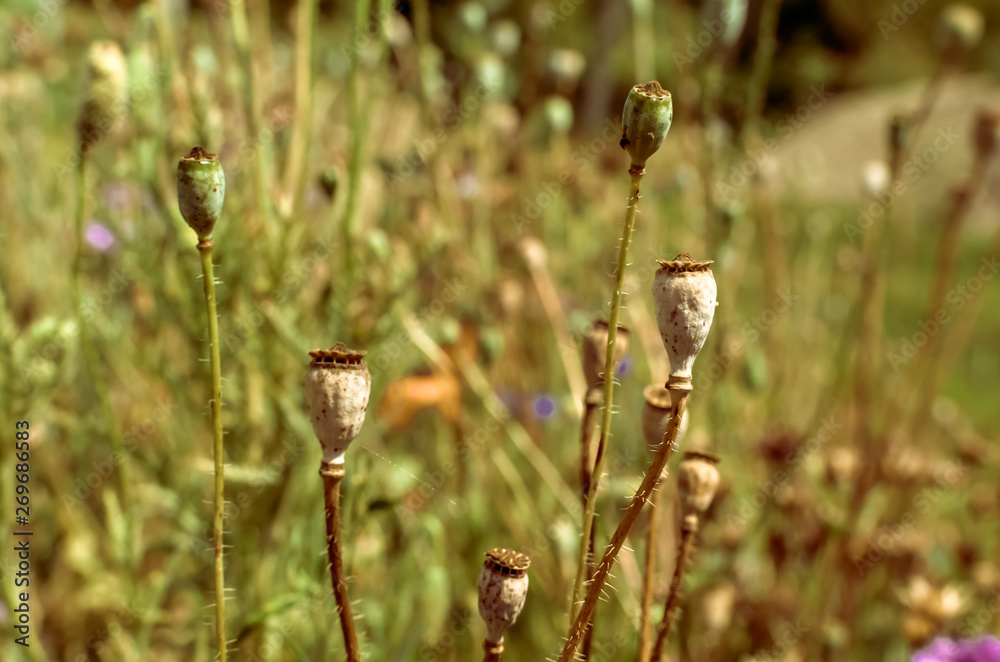 Capsules of poppy in summer field in Ukraine Capsules of poppy in summer field in Ukraine