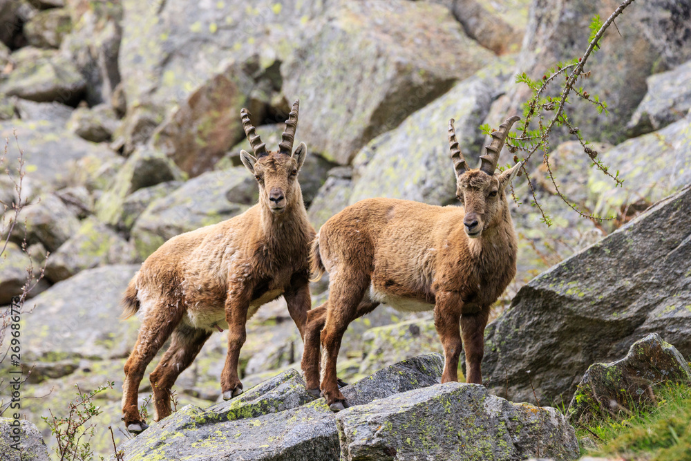 stambecchi nel parco nazionale del Gran Paradiso stambecchi nel parco nazionale del Gran Paradiso
