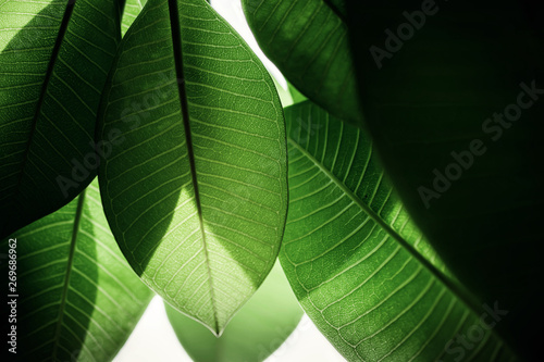 Backlit Green Leaf in Summer or Spring. Natural Sunlight Shining Throuth the Tree. Concept for Earth Day and Ecology