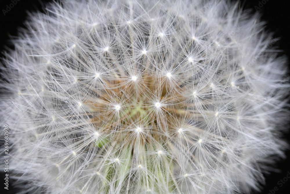 Close Up Abstract of Dandelion Seeds on Bright Background Close Up Abstract of Dandelion Seeds on Bright Background