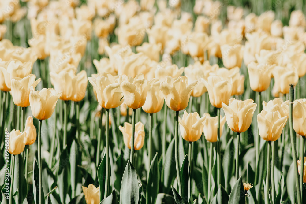 Obraz premium Tulip bushes in the garden