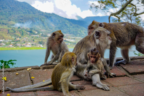 Family of monkeys with a little baby macaque near Tample in Monkey Forest, Ubud, Bali, Indonesia.