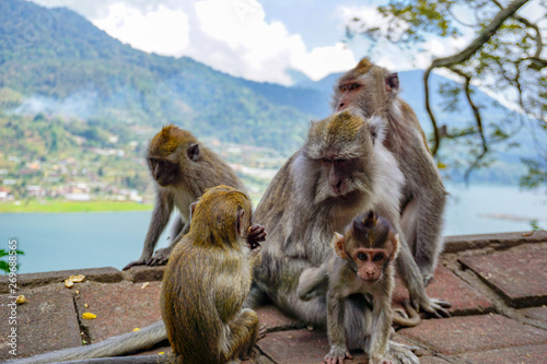 Family of monkeys with a little baby macaque near Tample in Monkey Forest, Ubud, Bali, Indonesia. © Yakup