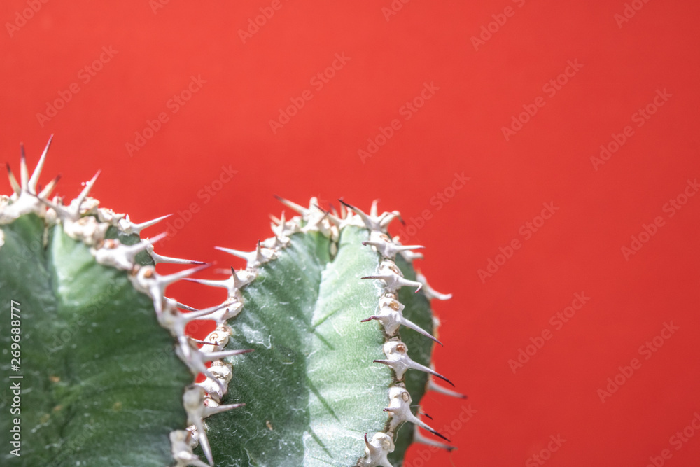Naklejka premium Abstract Cactus Cacti Close Up Thorn Spikes on Red Pink Background