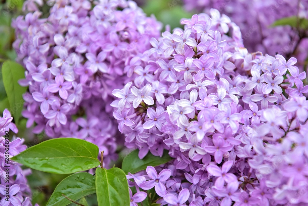 Beautiful lilac blooming with selective focus. Purple lilac flowers and blurred green leaves. Spring blossom. Blooming lilac bush with tender tiny flower. Purple lilac flower on the bush. Summer time Beautiful lilac blooming with selective focus. Purple lilac flowers and blurred green leaves. Spring blossom. Blooming lilac bush with tender tiny flower. Purple lilac flower on the bush. Summer time