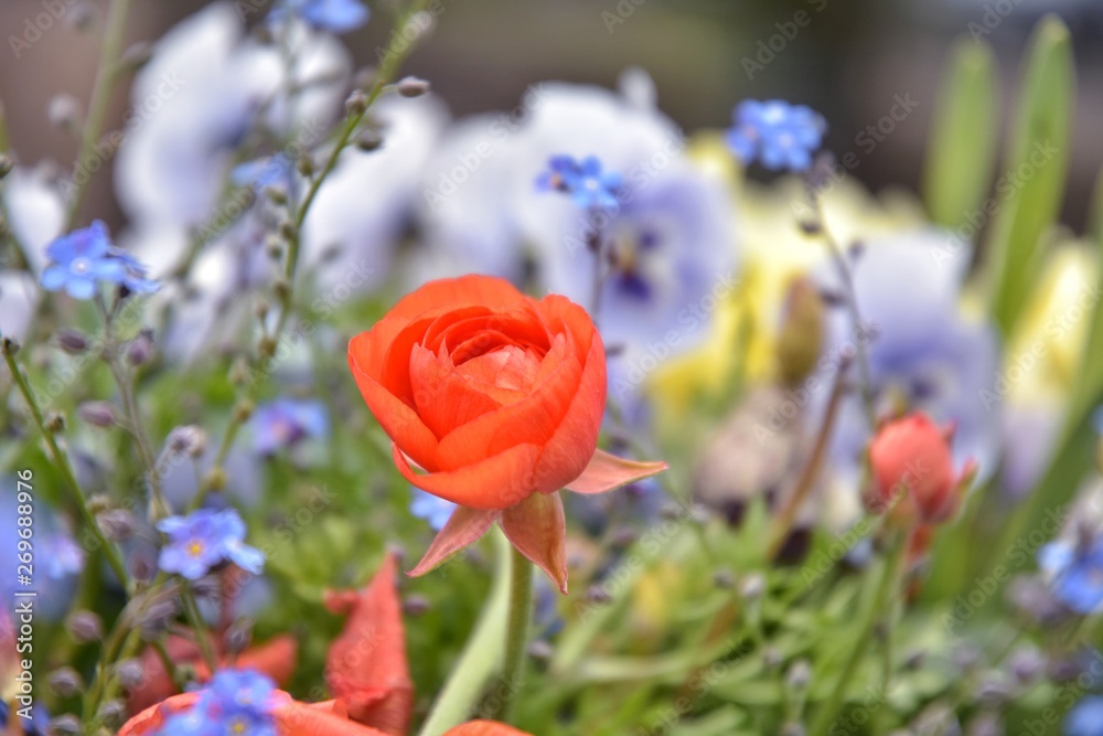Beautiful red ranunculus flower with selective focus and blurred summer backdrop with purple pansy flowers. Ranunculus flower with purple tiny flowers. Summer blooming. Vivid floral background 